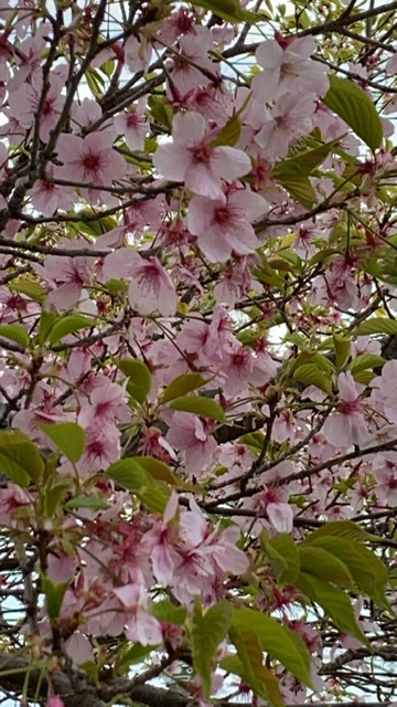 桜1