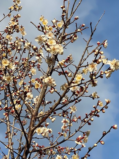 河津桜2