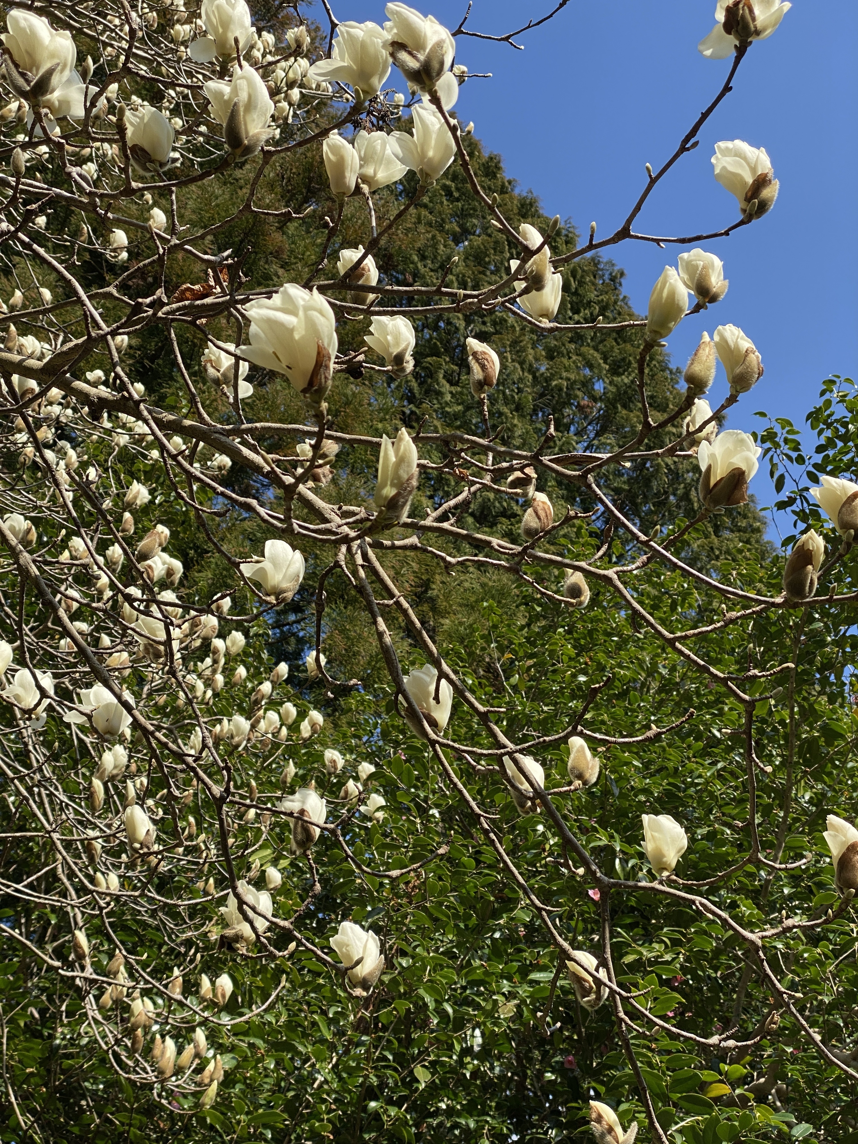 河津桜